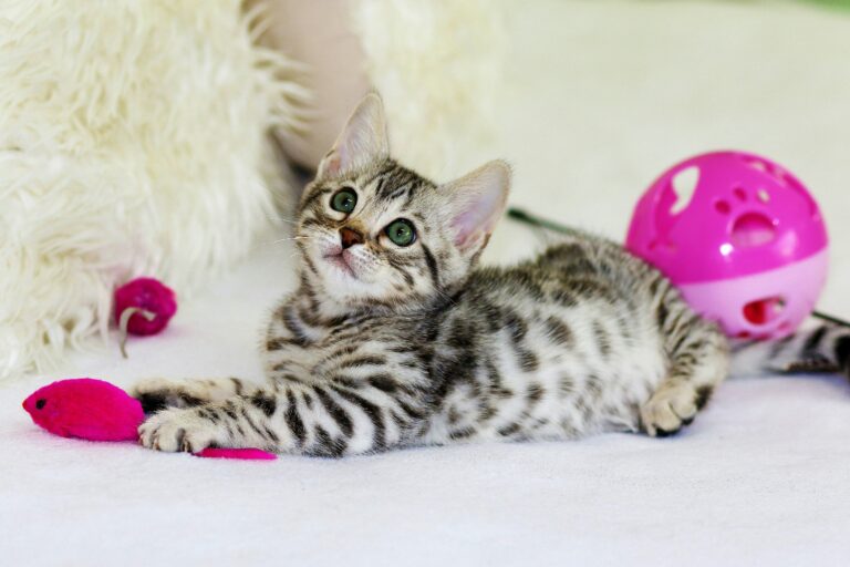 best cat toys for mental stimulation in 2026