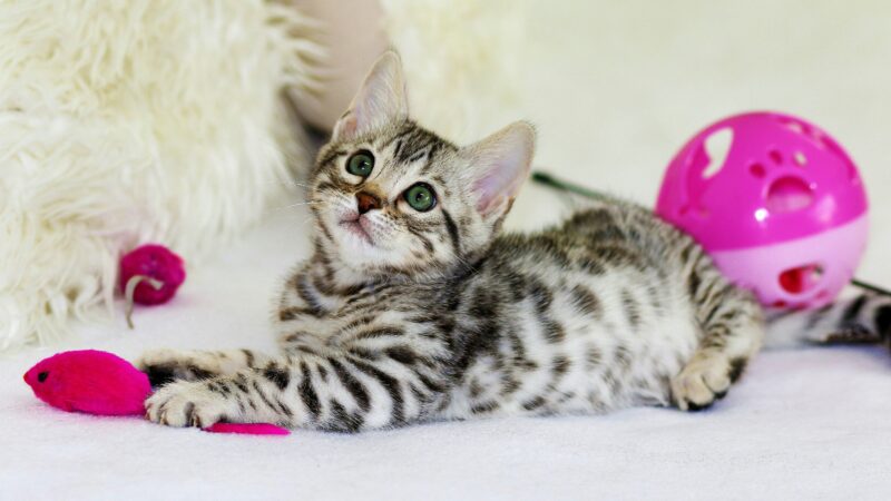 best cat toys for mental stimulation in 2026