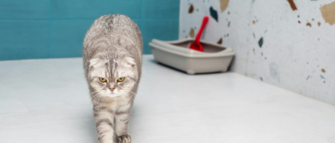 Best Clumping Cat Litter in 2026: 5 Top-Rated Litters for Odor Control, Easy Cleanup, and Happy Cats