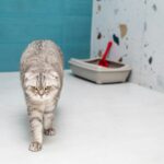 best clumping cat litter in 2026