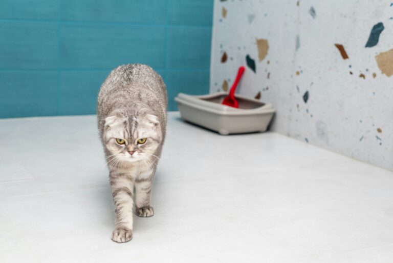 best clumping cat litter in 2026
