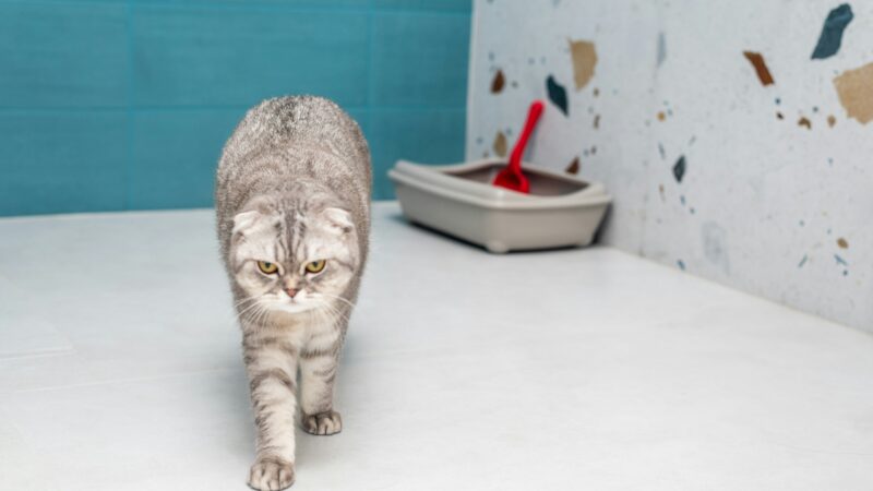 best clumping cat litter in 2026