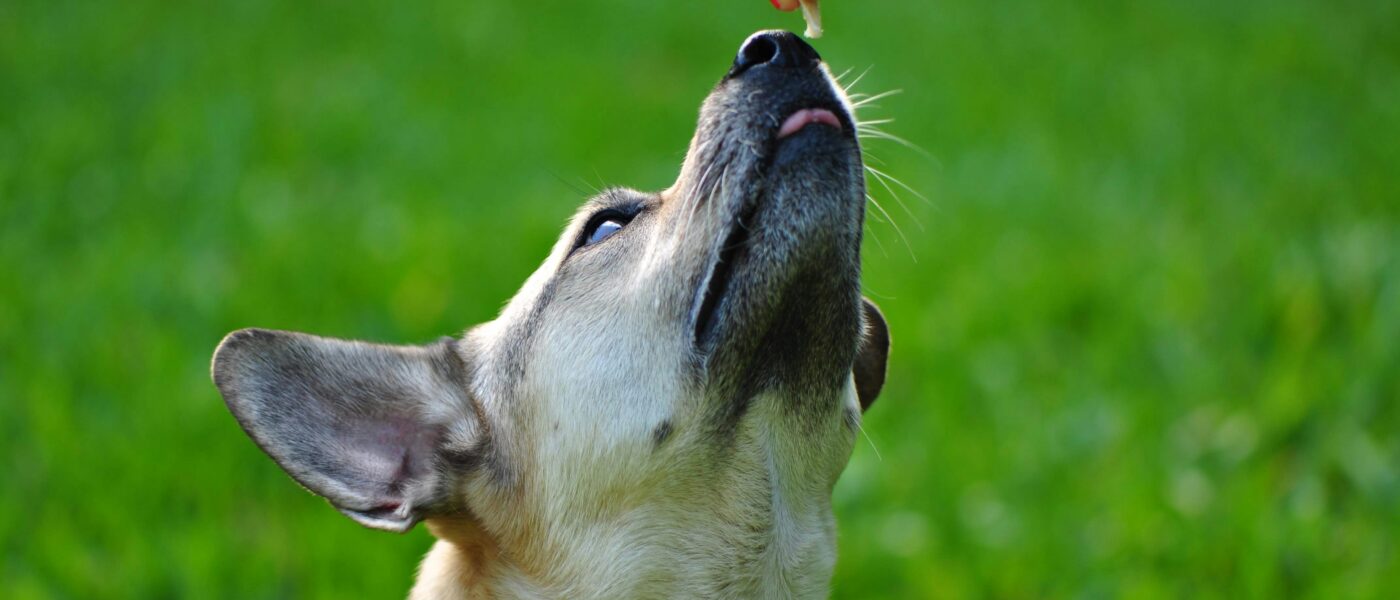 Best Cognitive Support Supplements for Senior Dogs in 2026: 5 Top-Rated Picks for Brain Health and Cognitive Dysfunction