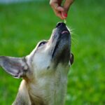 best cognitive support supplements for senior dogs in 2026