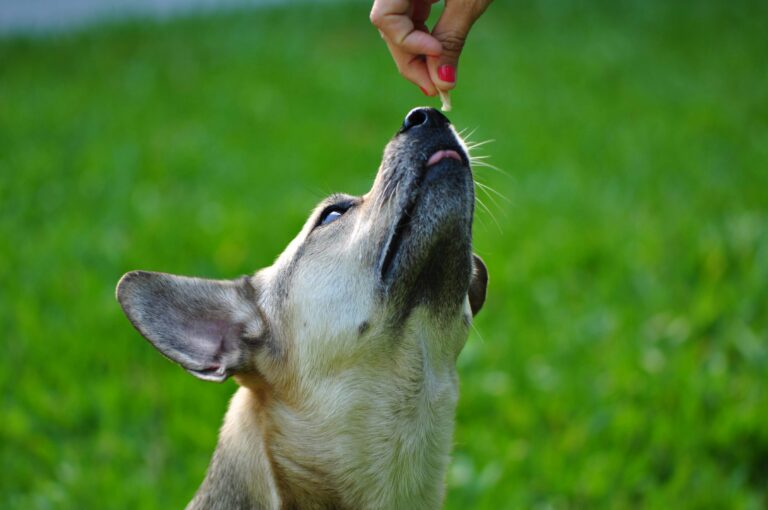 best cognitive support supplements for senior dogs in 2026