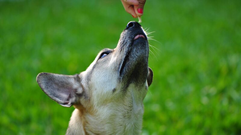 best cognitive support supplements for senior dogs in 2026