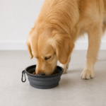 best collapsible dog bowls for travel in 2026