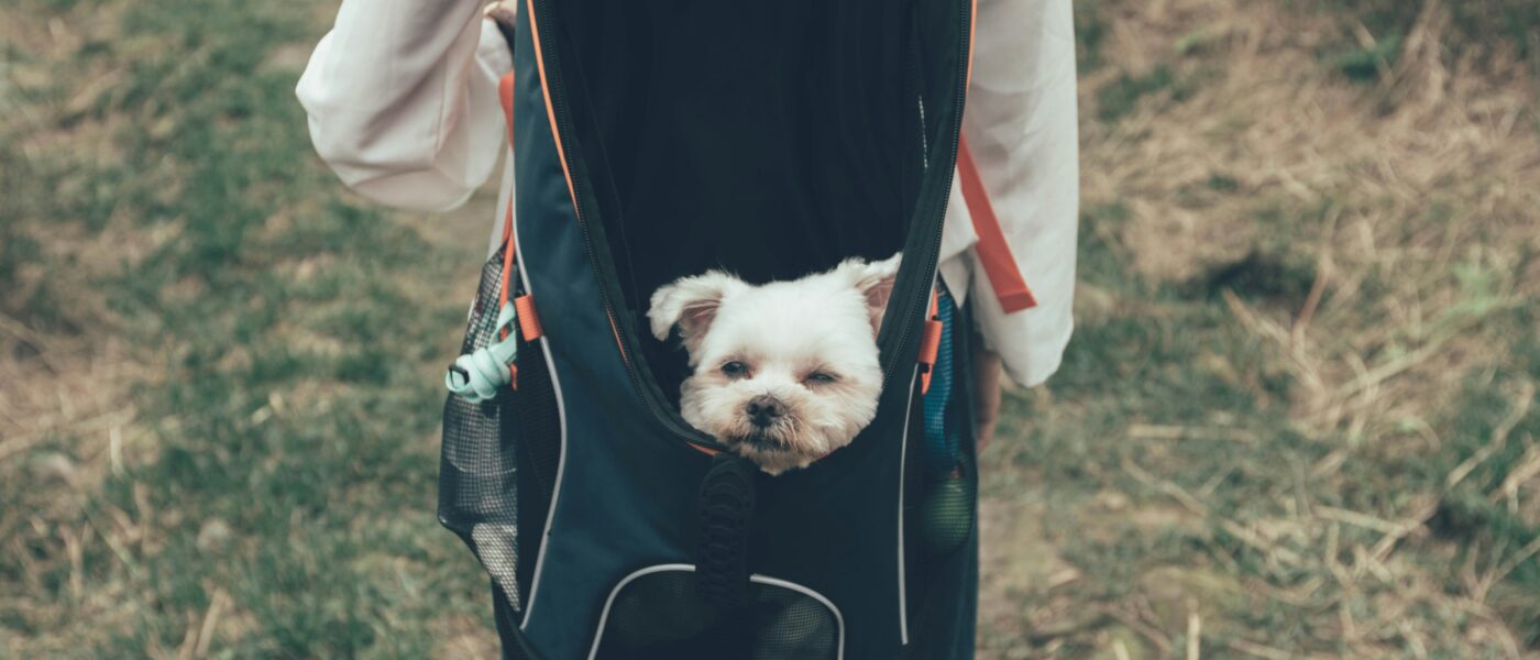 Best Dog Backpack Carriers for Small Dogs in 2026: 5 Top-Rated Picks for Hiking, Travel, and Daily Use