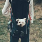 best dog backpack carriers for small dogs in 2026