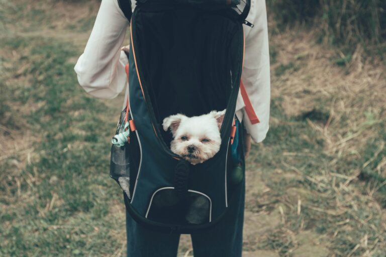 best dog backpack carriers for small dogs in 2026