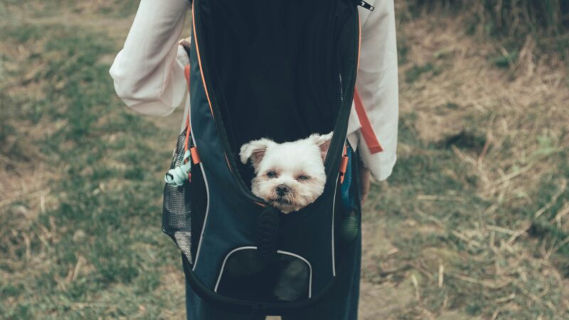 best dog backpack carriers for small dogs in 2026