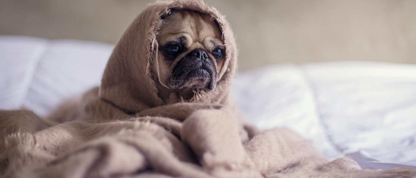 Best Dog Blankets and Throws in 2026: What Keeps a Dog Cozy and the Couch Clean
