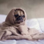 best dog blankets and throws in 2026