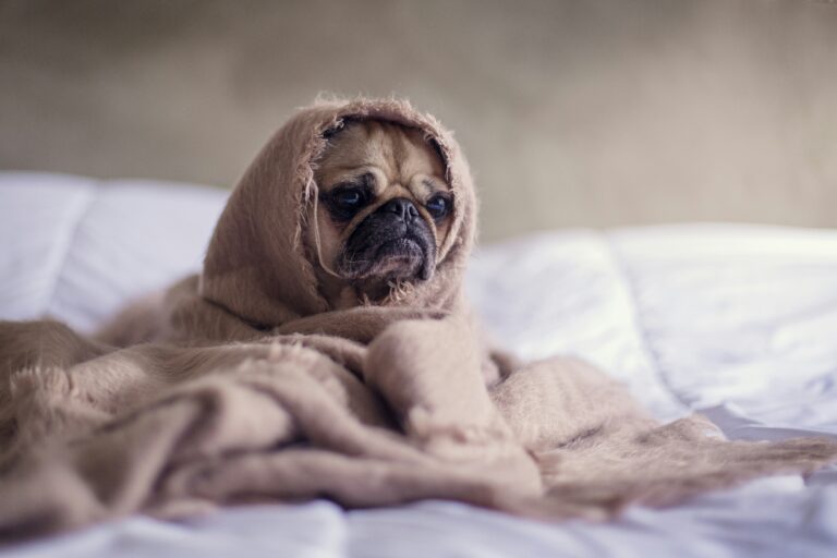 best dog blankets and throws in 2026