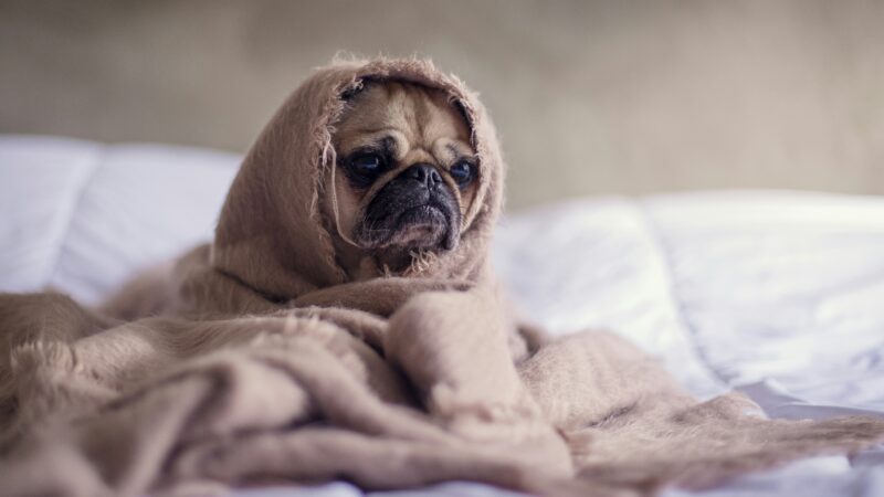 best dog blankets and throws in 2026