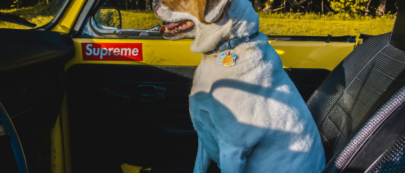 Best Dog Booster Seats for Cars in 2026: 5 Picks That Give Small Dogs a Safe View on Every Drive