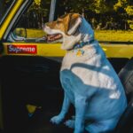 best dog booster seats for cars in 2026