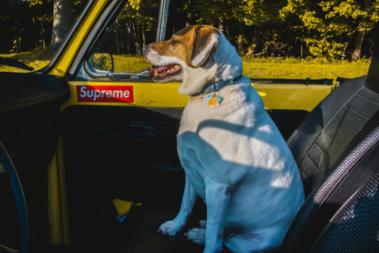 best dog booster seats for cars in 2026