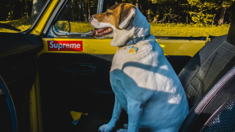 best dog booster seats for cars in 2026