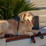 best dog booties for hot pavenet in 2026