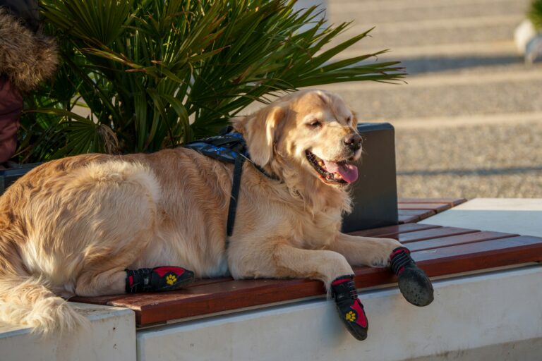 best dog booties for hot pavenet in 2026