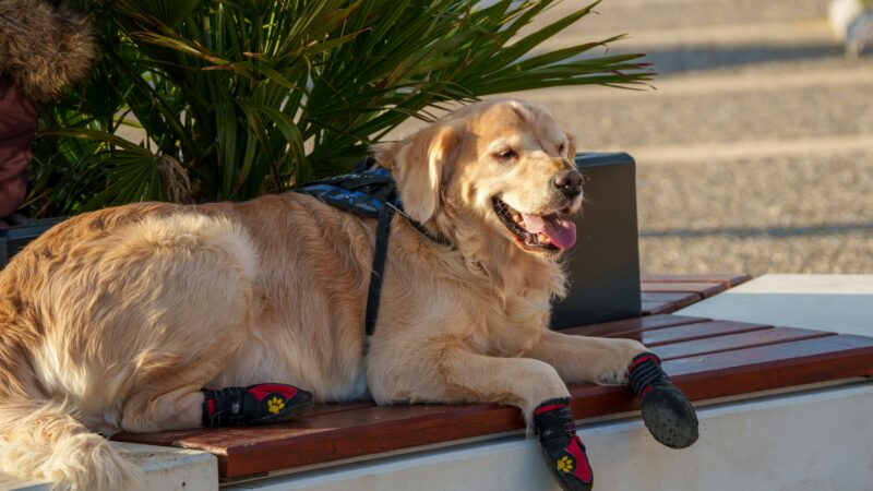 best dog booties for hot pavenet in 2026