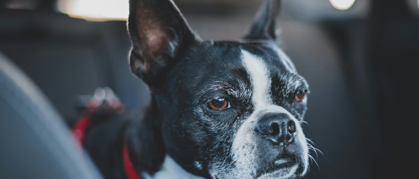 Best Dog Seat Belts and Car Restraints in 2026: 5 Crash-Tested Picks That Keep Your Dog Safe