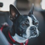 best car seat belts and car restraints in 2026