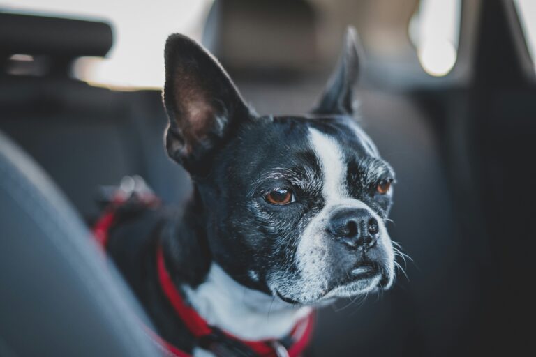 best car seat belts and car restraints in 2026