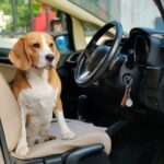 best dog car seat covers in 2026