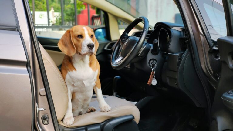 best dog car seat covers in 2026