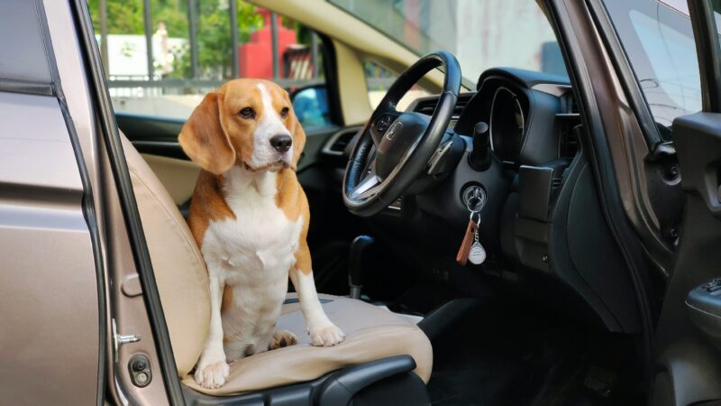 best dog car seat covers in 2026