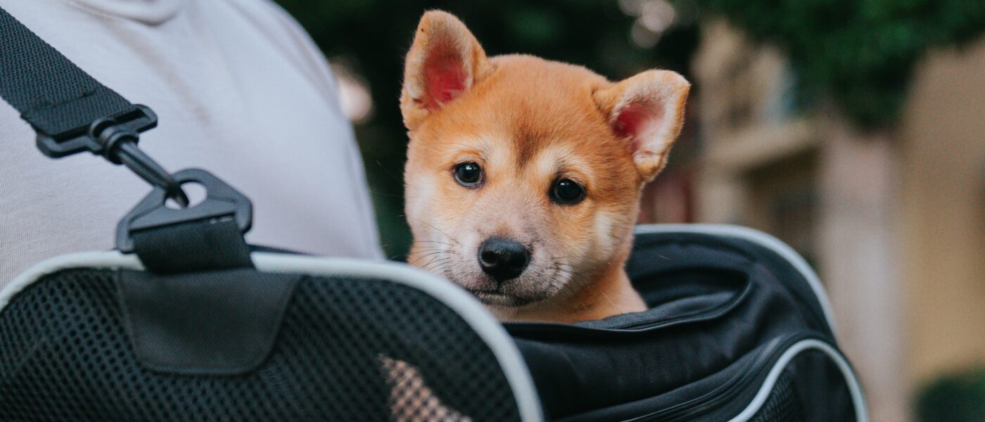 Best Dog Carriers for Travel in 2026: 5 Airline-Approved Picks for Cars, Planes, and Adventures