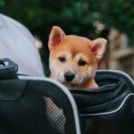 best dog carriers for travel in 2026