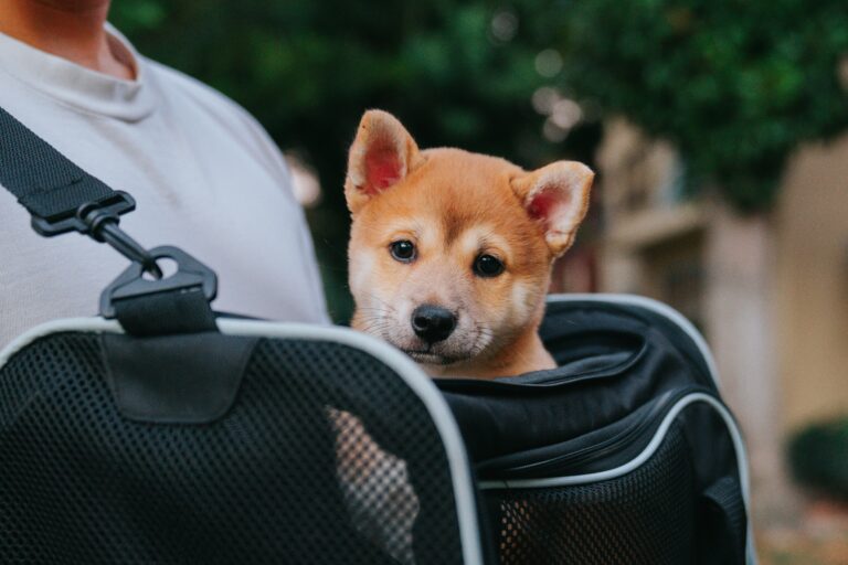 best dog carriers for travel in 2026