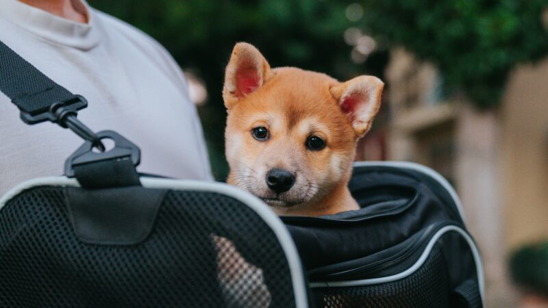 best dog carriers for travel in 2026