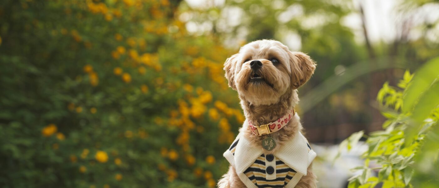 Best Dog Collars for Small Dogs in 2026: Five Picks That Stay On Tiny Necks