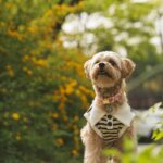 best dog collars for small dogs in 2026