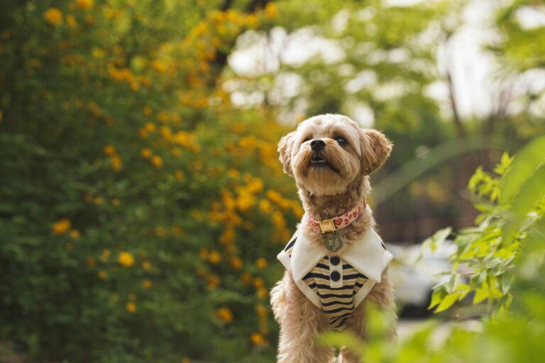 best dog collars for small dogs in 2026