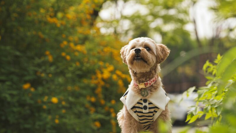 best dog collars for small dogs in 2026