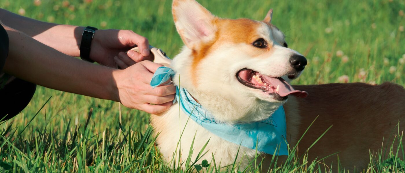 Best Dog Cooling Collars and Bandanas in 2026: 5 Picks That Drop Body Temperature by 15 Degrees