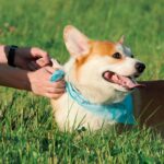 best dog cooling collars and bandanas in 2026