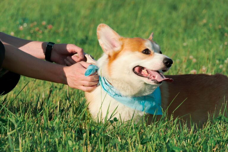 best dog cooling collars and bandanas in 2026