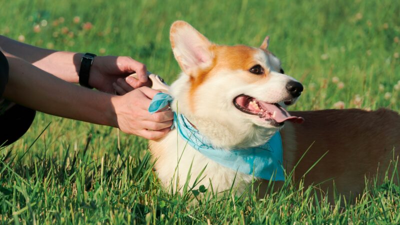 best dog cooling collars and bandanas in 2026