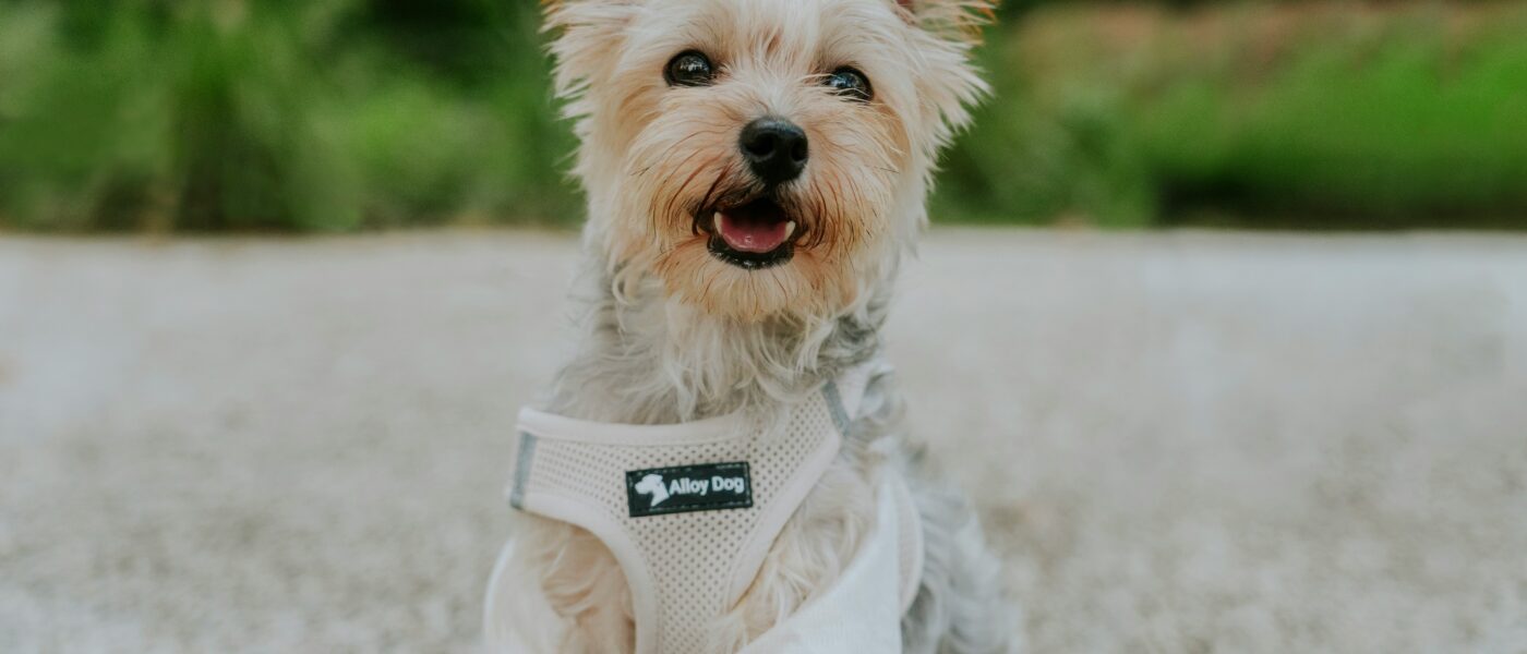 Best Dog Cooling Vests for Summer in 2026: 5 Picks That Actually Lower Your Dog’s Temperature on Hot Days