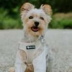 best dog cooling vests in 2026