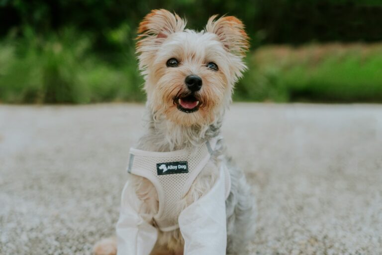best dog cooling vests in 2026