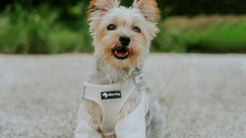 best dog cooling vests in 2026
