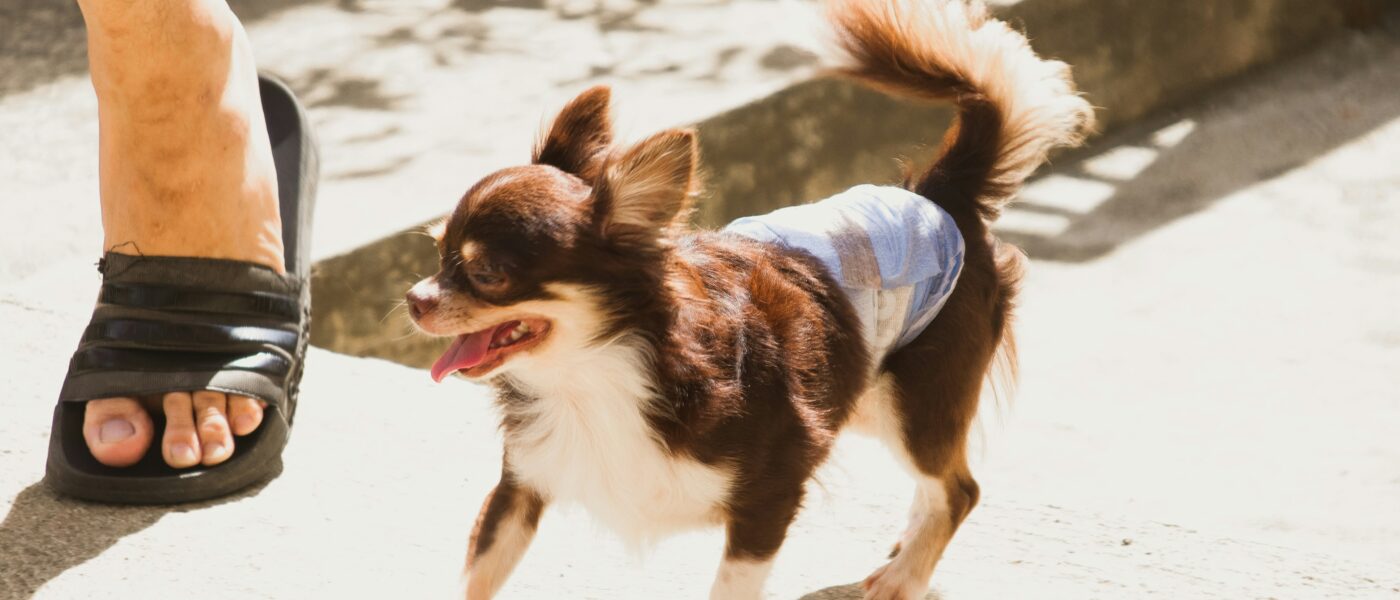 Best Dog Diapers for Incontinent Senior Dogs in 2026: 5 Top-Rated Picks for Leak Protection and Daily Comfort
