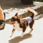 best dog diapers for incontinent senior dogs in 2026